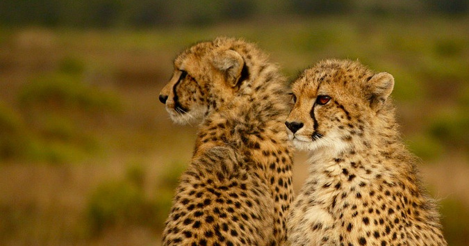 Royal Couple's Initiative: New Partnership Announced Royal Couple's Initiative: New Partnership Announced