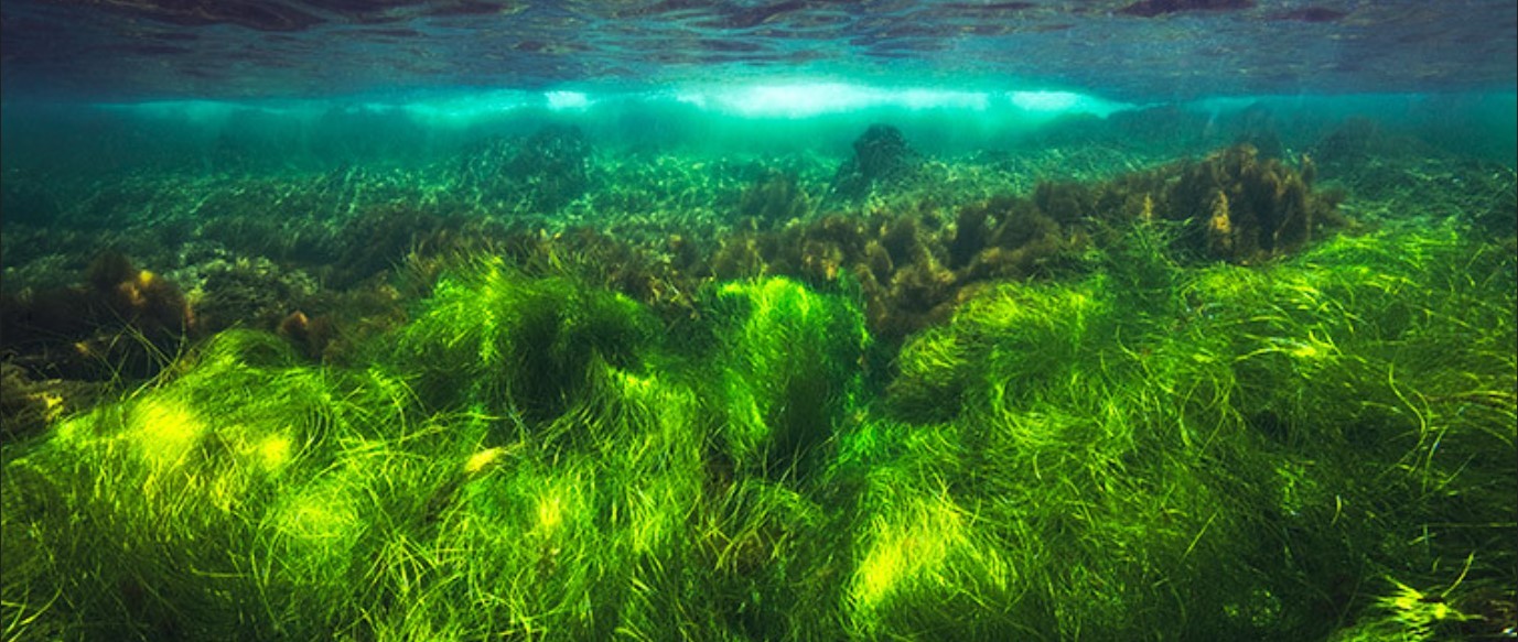 Scotland's Coastal Revival: The Importance Of Seagrass Planting Initiatives Scotland's Coastal Revival: The Importance Of Seagrass Planting Initiatives