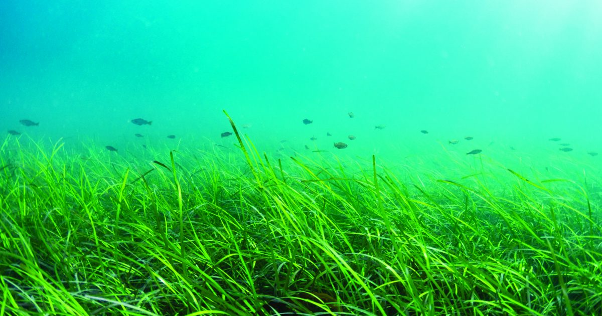Scotland's Coastal Revival: The Role Of Seagrass Planting Bids Scotland's Coastal Revival: The Role Of Seagrass Planting Bids