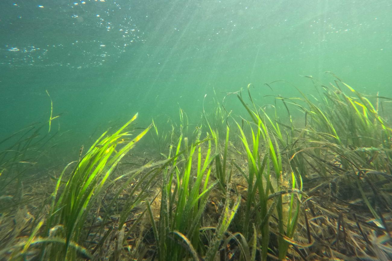 Seagrass Planting Projects: Restoring Scotland's Coastline Seagrass Planting Projects: Restoring Scotland's Coastline