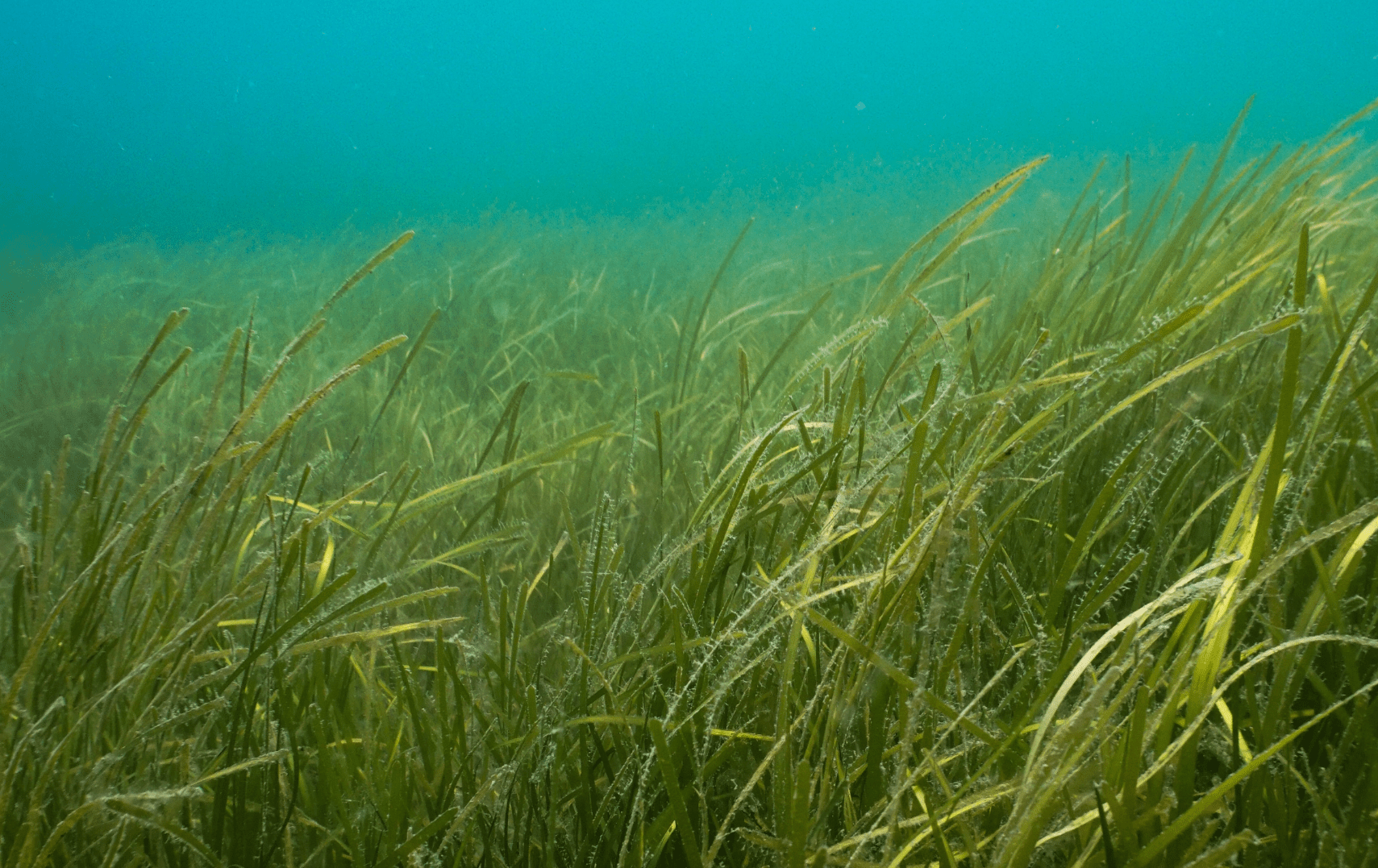 Seagrass Restoration: New Projects Along The Scottish Coast Seagrass Restoration: New Projects Along The Scottish Coast