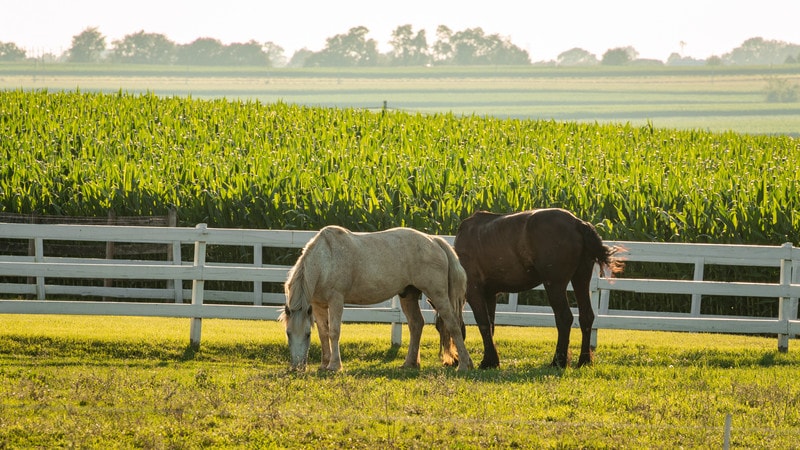 Search For Two Loose Cows In Lancaster County Park Search For Two Loose Cows In Lancaster County Park