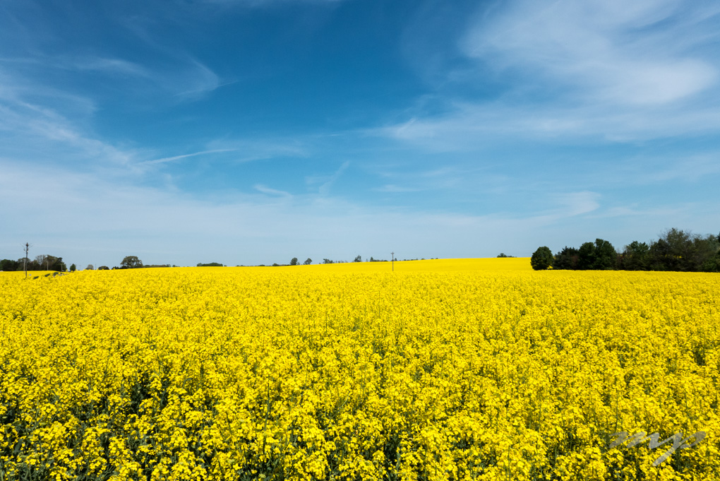 Shifting Sands: China's Search For Alternative Canola Sources Shifting Sands: China's Search For Alternative Canola Sources