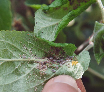 Significant Apple Harvest Reduction Due To Rosy Apple Aphid Significant Apple Harvest Reduction Due To Rosy Apple Aphid