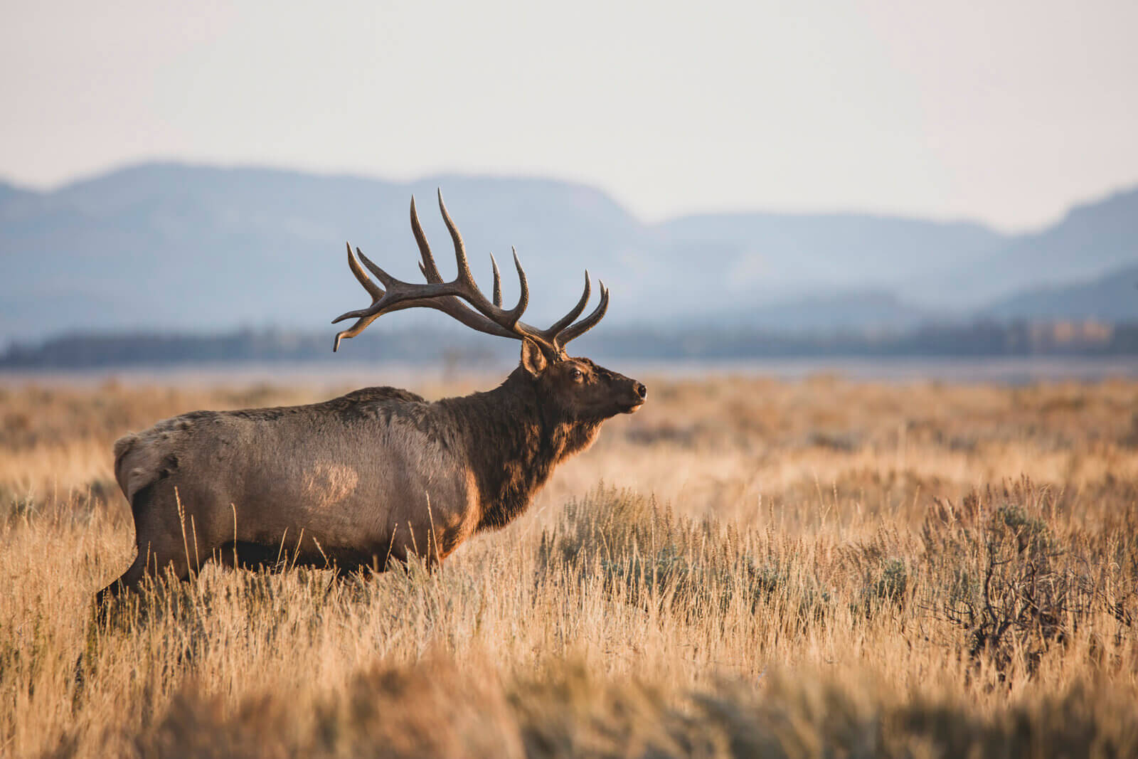 Significant Changes To Jackson Elk Hunt Season Based On Public Input Significant Changes To Jackson Elk Hunt Season Based On Public Input