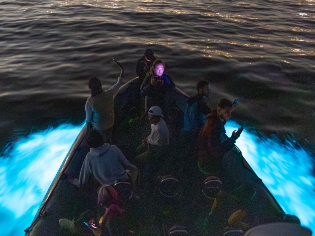 SoCal Bioluminescent Waves: A Seasonal Guide For Peak Viewing