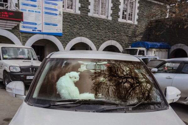 Social Media Frenzy: Kashmir Cat Owners React To Viral Posts Social Media Frenzy: Kashmir Cat Owners React To Viral Posts