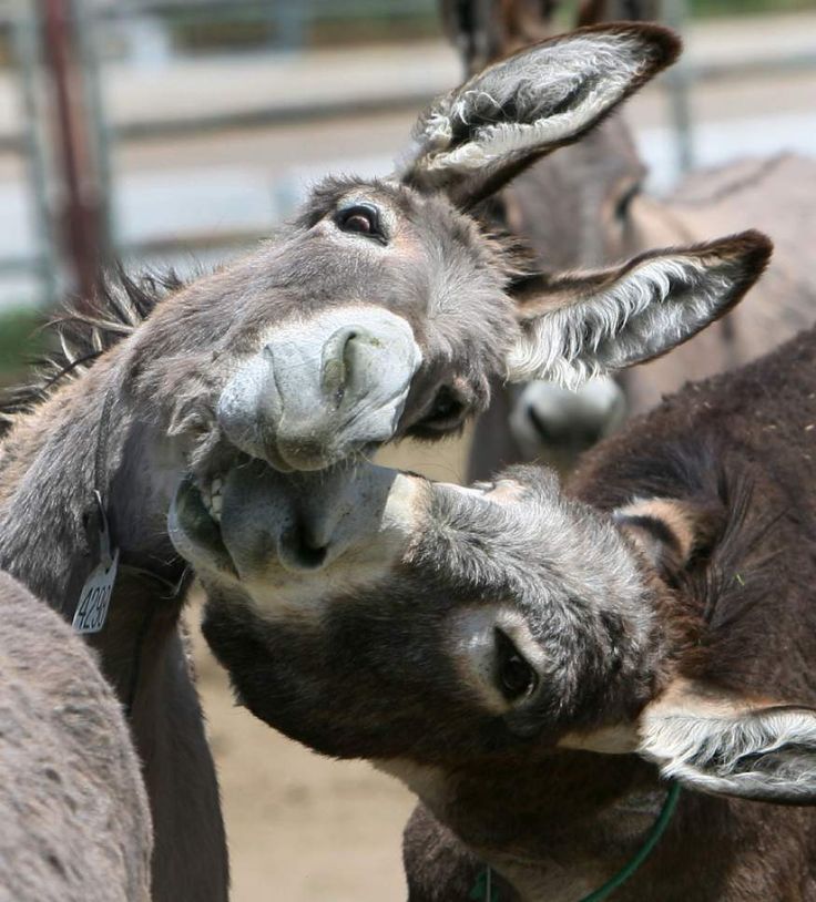Southern California's Annual Donkey Roundup: Tradition And Community Southern California's Annual Donkey Roundup: Tradition And Community