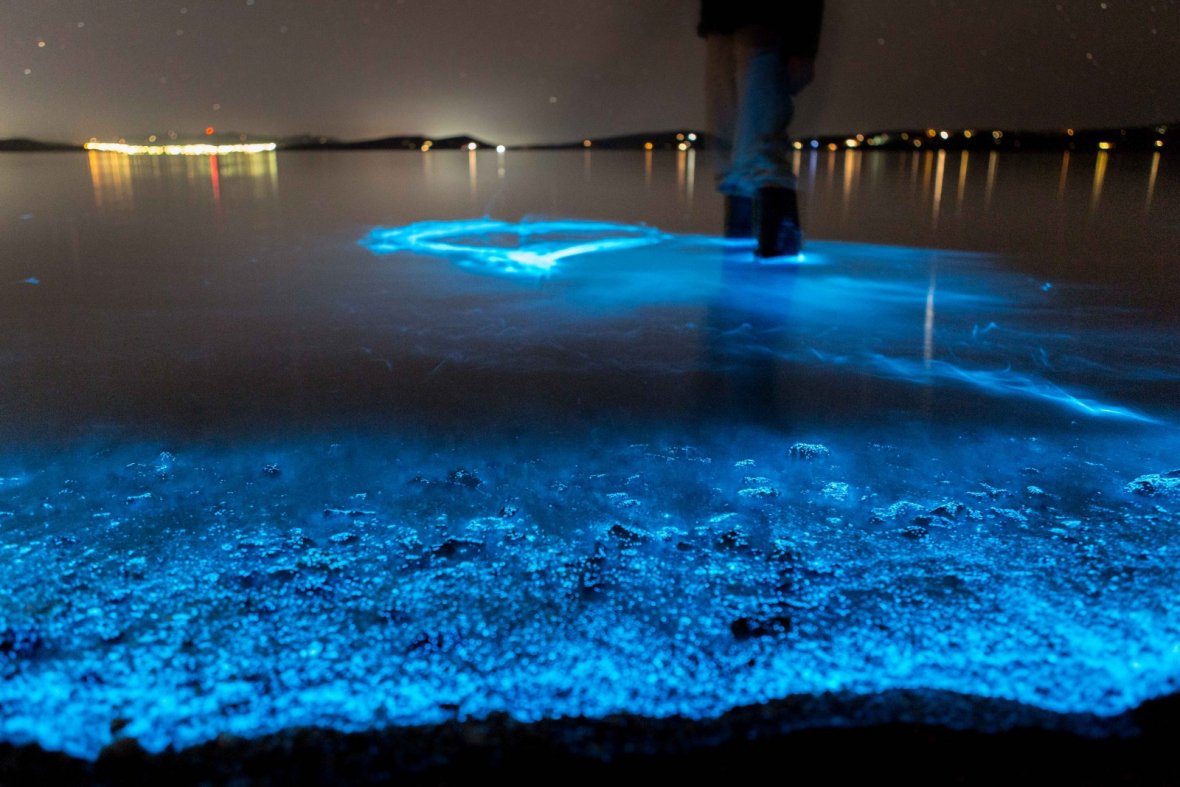 Southern California's Bioluminescent Beaches: Spring And Fall Are Prime Time Southern California's Bioluminescent Beaches: Spring And Fall Are Prime Time