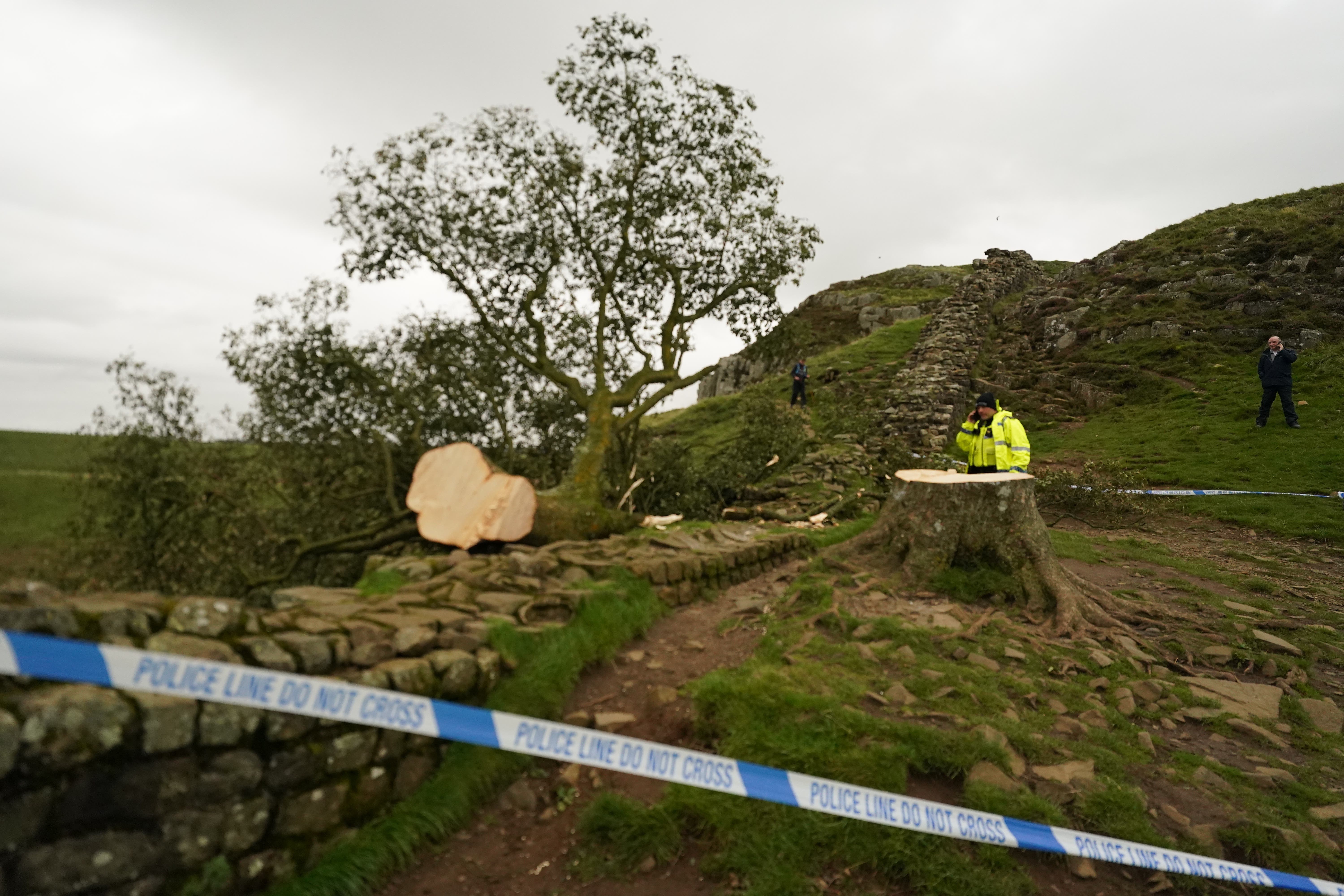 Sycamore Gap Tree Felling: Two Men Found Guilty Sycamore Gap Tree Felling: Two Men Found Guilty