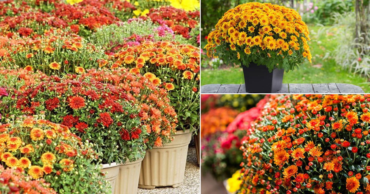The Annual Vs. Perennial Debate: Which Suits Your Gardening Style? The Annual Vs. Perennial Debate: Which Suits Your Gardening Style?