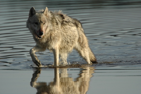 The Barton Area's Wolf Problem: Understanding The Conflict The Barton Area's Wolf Problem: Understanding The Conflict