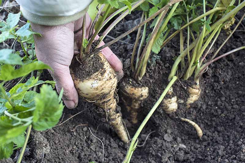 The Forager's Country Diary: Parsnip Harvesting And Recipes The Forager's Country Diary: Parsnip Harvesting And Recipes