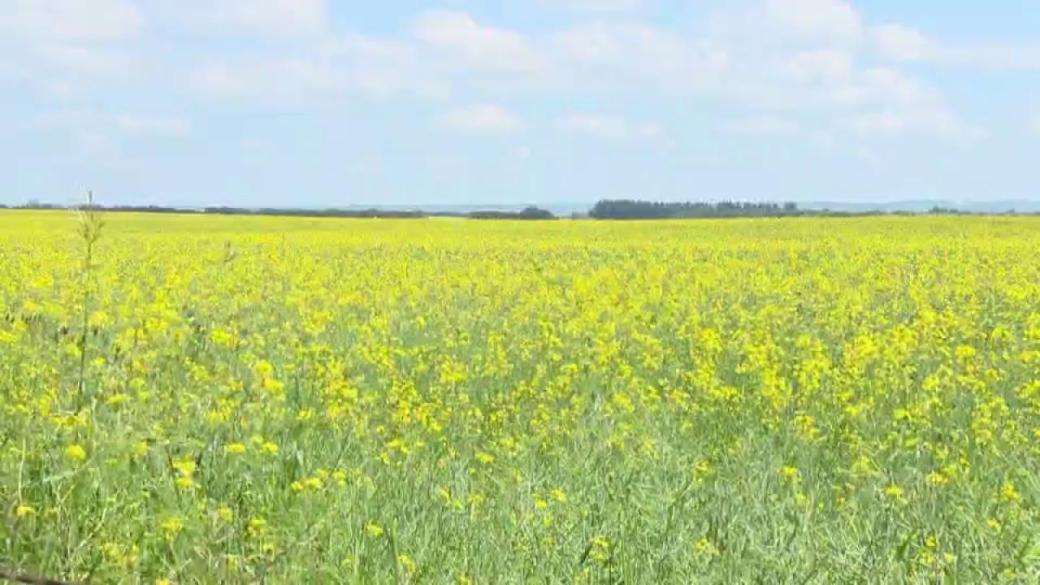 The Impact Of The Canada-China Dispute On Global Canola Trade The Impact Of The Canada-China Dispute On Global Canola Trade