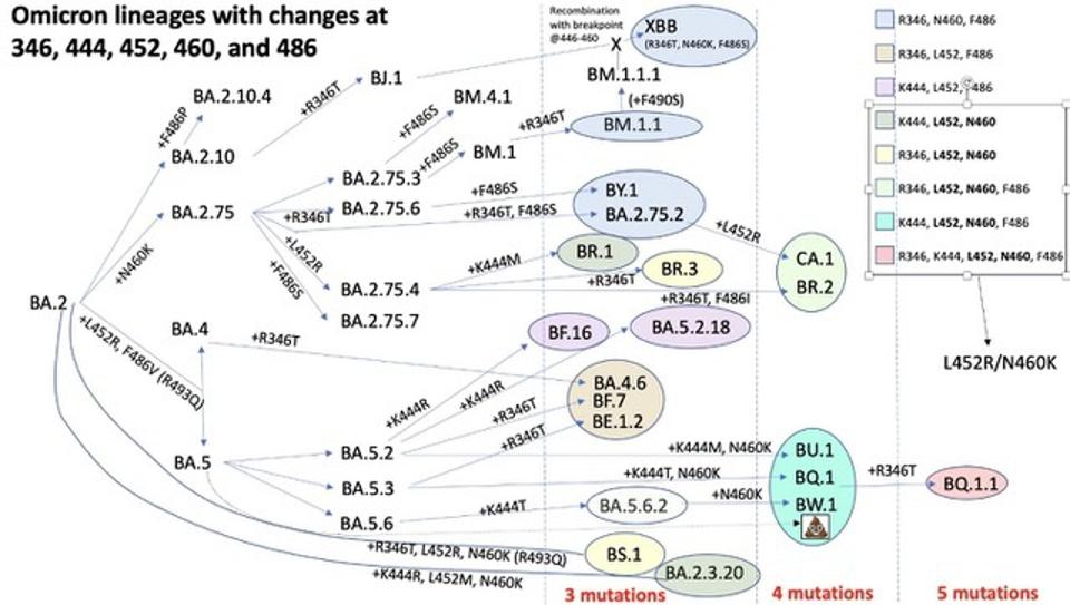 The New COVID-19 Variant LP.8.1: Implications And Concerns The New COVID-19 Variant LP.8.1: Implications And Concerns