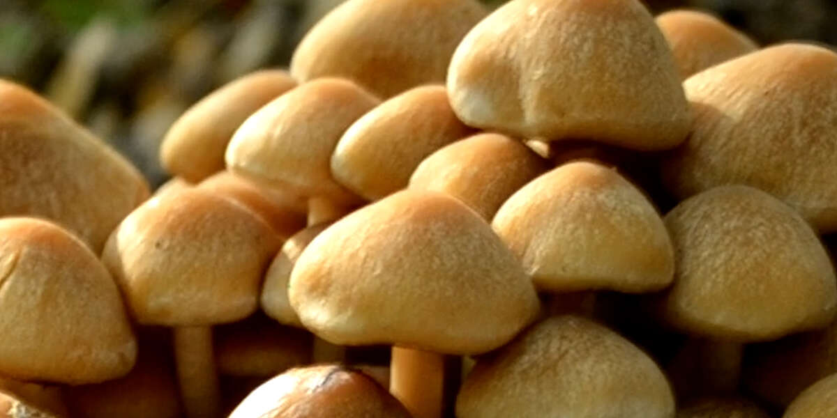 The Spread Of Deadly Fungi: A Climate Change Consequence The Spread Of Deadly Fungi: A Climate Change Consequence