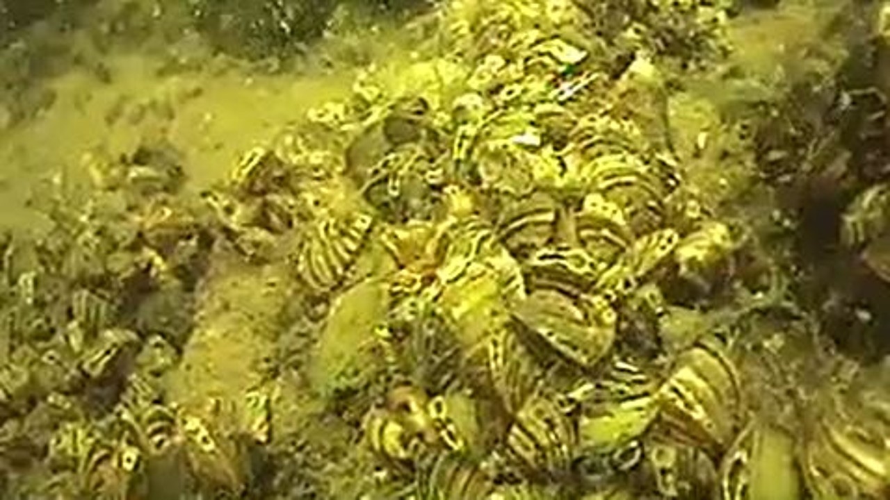 Thousands Of Zebra Mussels Found On Casper Boat Lift Thousands Of Zebra Mussels Found On Casper Boat Lift