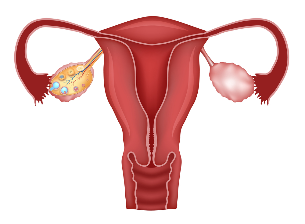 Transgender Women And Pregnancy: A Community Activist's Proposal On Uterine Transplants Transgender Women And Pregnancy: A Community Activist's Proposal On Uterine Transplants