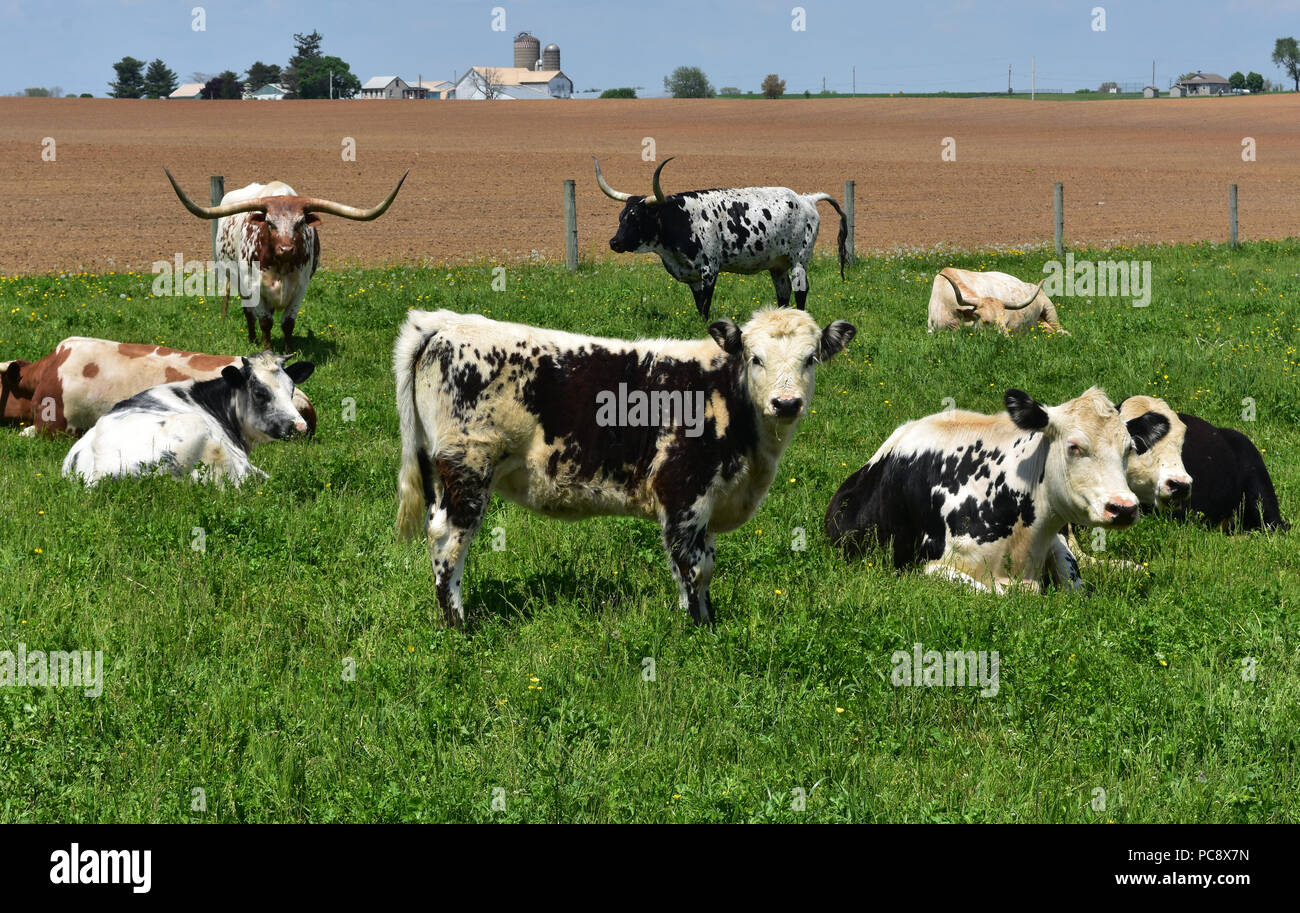 Two Loose Cows Spotted: Lancaster County Park Two Loose Cows Spotted: Lancaster County Park
