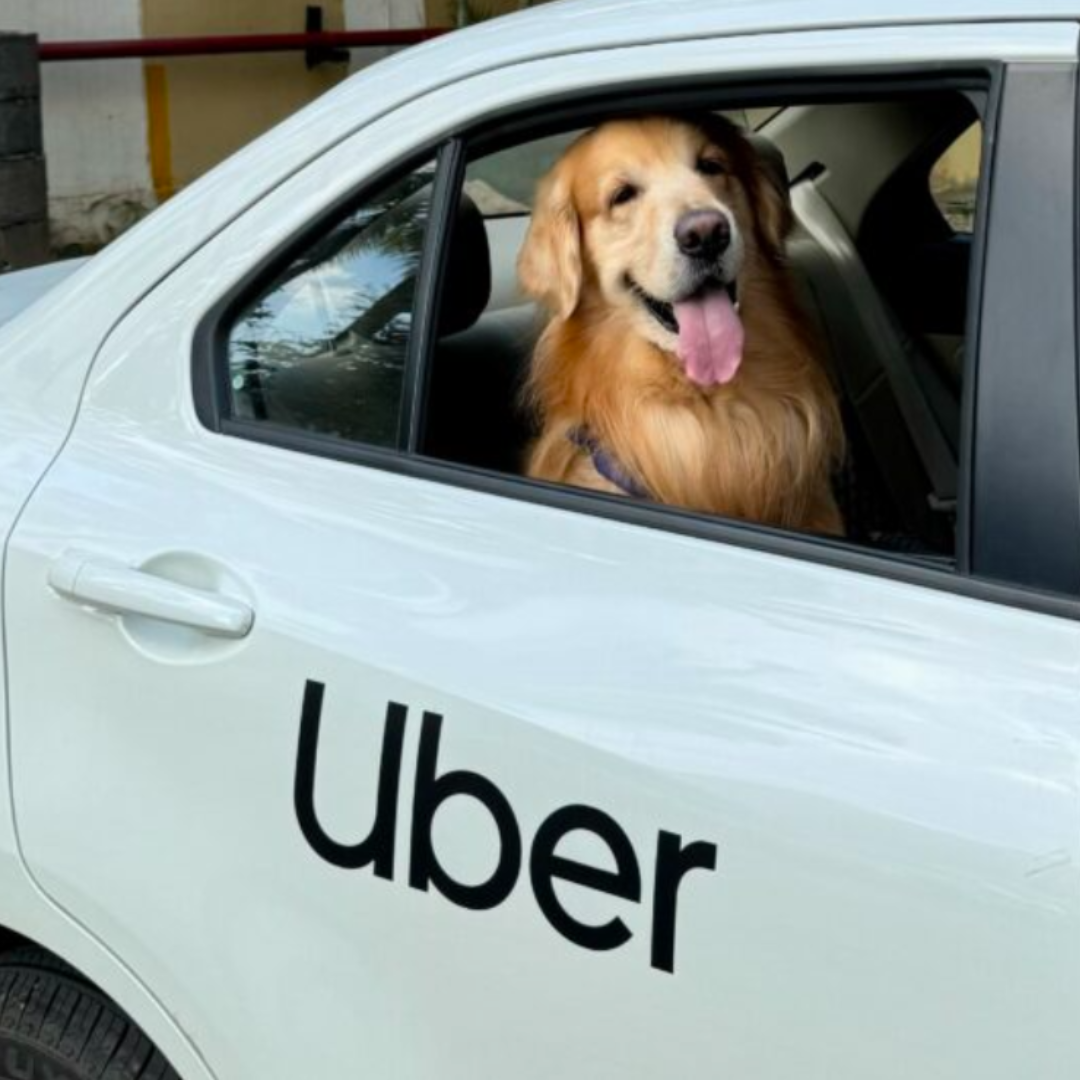 Uber Pet Transport: New Cities Added - Delhi And Mumbai Uber Pet Transport: New Cities Added - Delhi And Mumbai