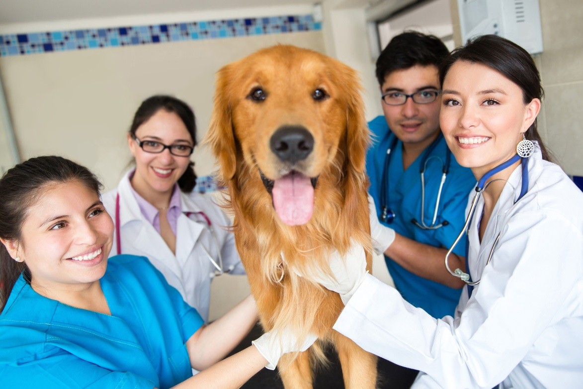UK Veterinary Care: The Impact Of Corporate Targets On Pet Owners UK Veterinary Care: The Impact Of Corporate Targets On Pet Owners