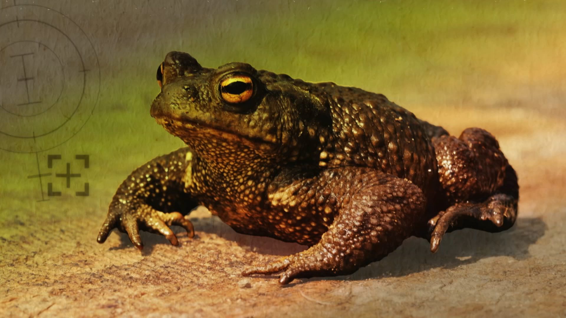 UK's Endangered Species Face Extinction From Devastating Wildfires UK's Endangered Species Face Extinction From Devastating Wildfires