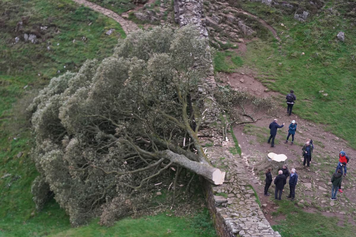 UK's Sycamore Gap Tree: Sentencing Follows Arson Conviction UK's Sycamore Gap Tree: Sentencing Follows Arson Conviction