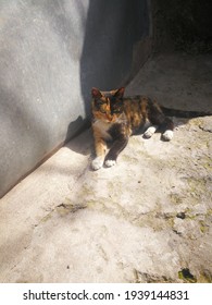 Uncertainty Grips Kashmir Cat Owners Following Viral Posts Uncertainty Grips Kashmir Cat Owners Following Viral Posts