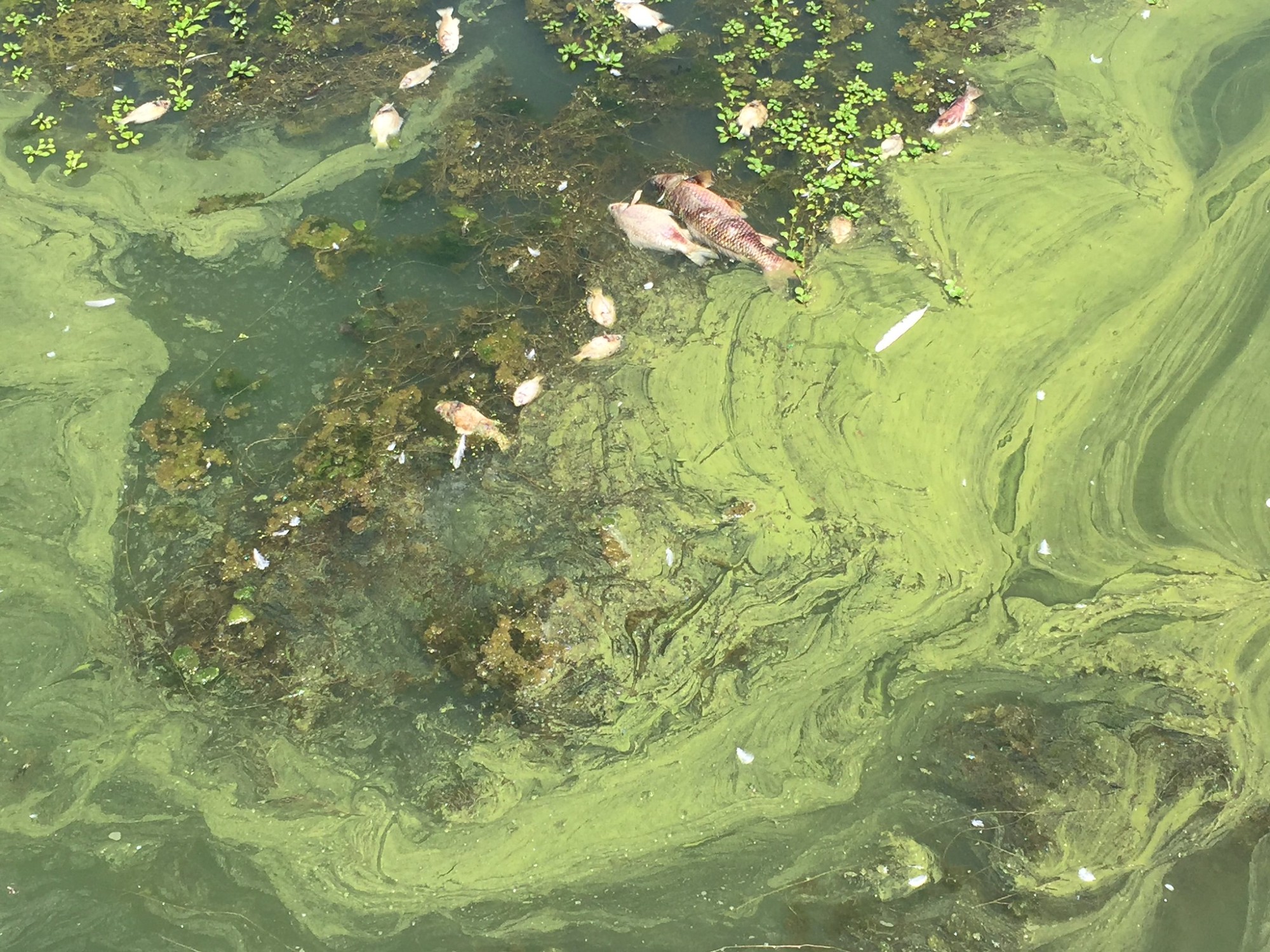 Understanding The Toxic Algae Bloom Threat To California's Marine Environment Understanding The Toxic Algae Bloom Threat To California's Marine Environment