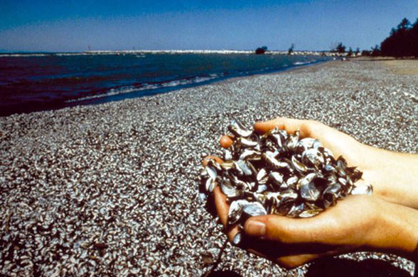 Unexpected Discovery: Thousands Of Zebra Mussels On Casper Boat Lift Unexpected Discovery: Thousands Of Zebra Mussels On Casper Boat Lift