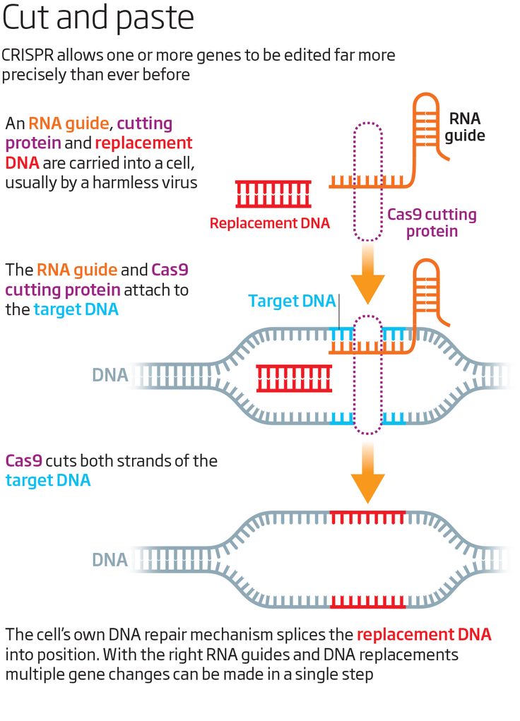 Using CRISPR For Precise Whole Gene Insertion In Human Genome Editing Using CRISPR For Precise Whole Gene Insertion In Human Genome Editing