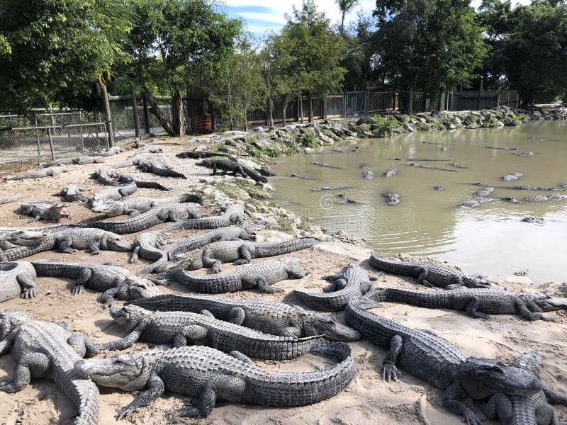 What Lies Beneath: Filming Alligators In Florida Springs What Lies Beneath: Filming Alligators In Florida Springs