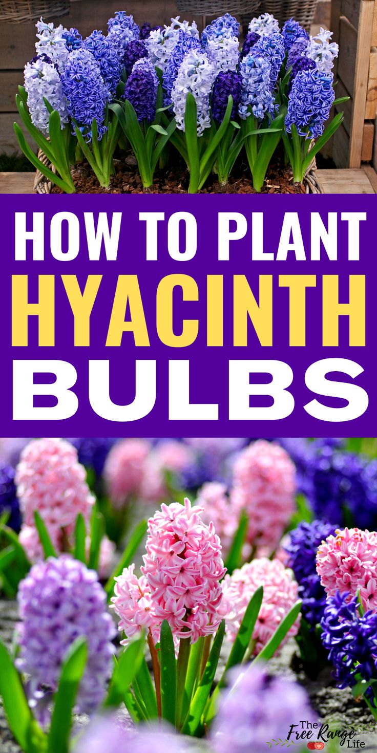 When To Plant Hyacinth Bulbs For Beautiful Spring Blooms When To Plant Hyacinth Bulbs For Beautiful Spring Blooms