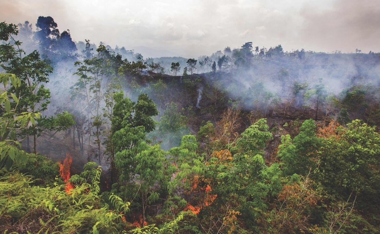Wildfires Exacerbate Record Global Forest Loss Wildfires Exacerbate Record Global Forest Loss