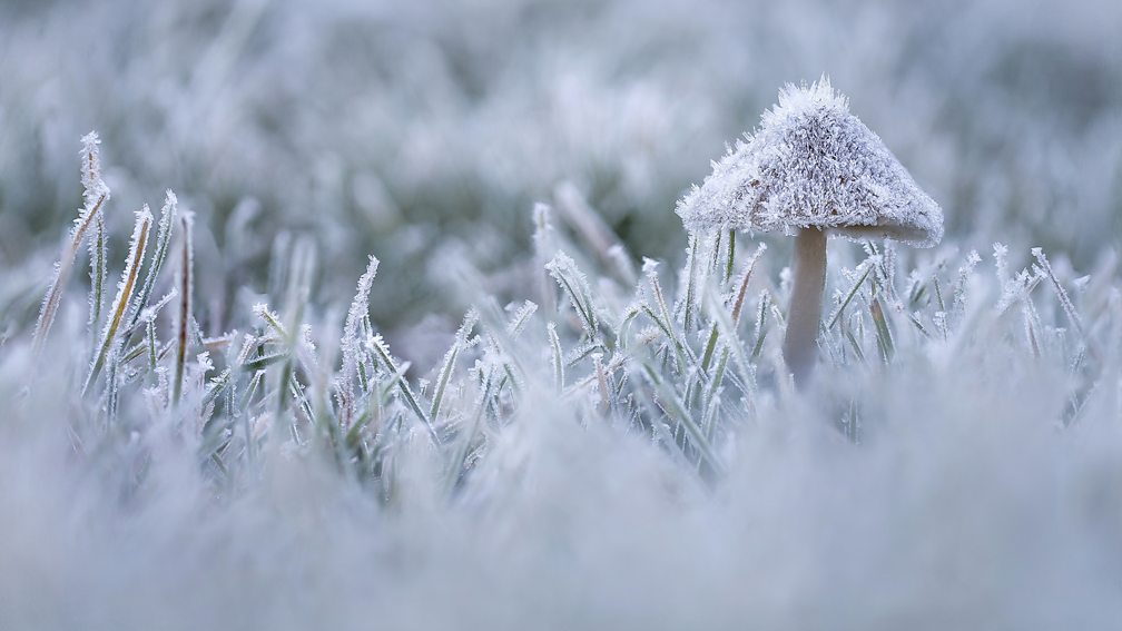 Winterwatch Wildlife: Species To Look Out For This Season Winterwatch Wildlife: Species To Look Out For This Season