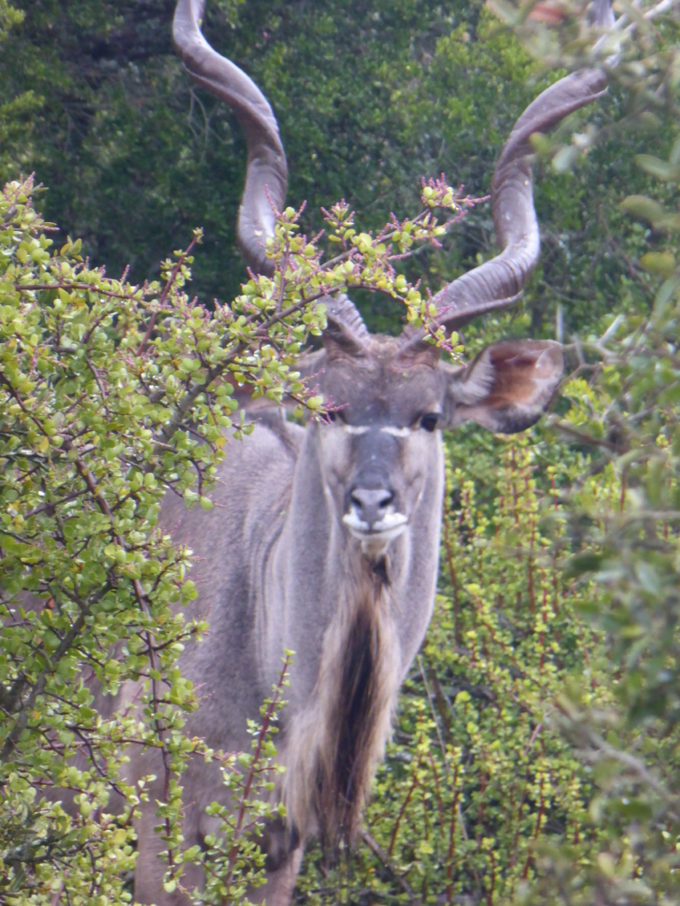 Winterwatch: Your Guide To The Best Wildlife Spotting Winterwatch: Your Guide To The Best Wildlife Spotting