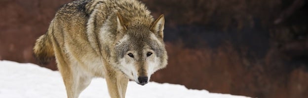 Wolves And Humans: Coexistence Challenges In The North State's Barton Region Wolves And Humans: Coexistence Challenges In The North State's Barton Region