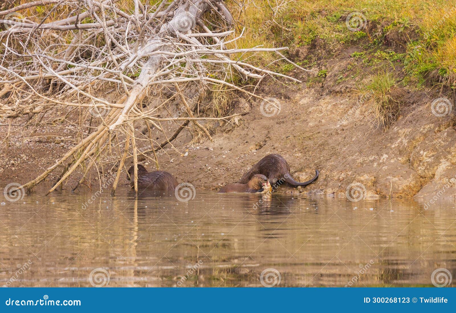 Wyoming Otter Management: A Critical Shift Wyoming Otter Management: A Critical Shift