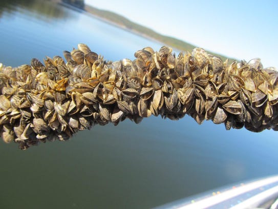 Zebra Mussel Infestation Discovered On Casper Boat Lift Zebra Mussel Infestation Discovered On Casper Boat Lift