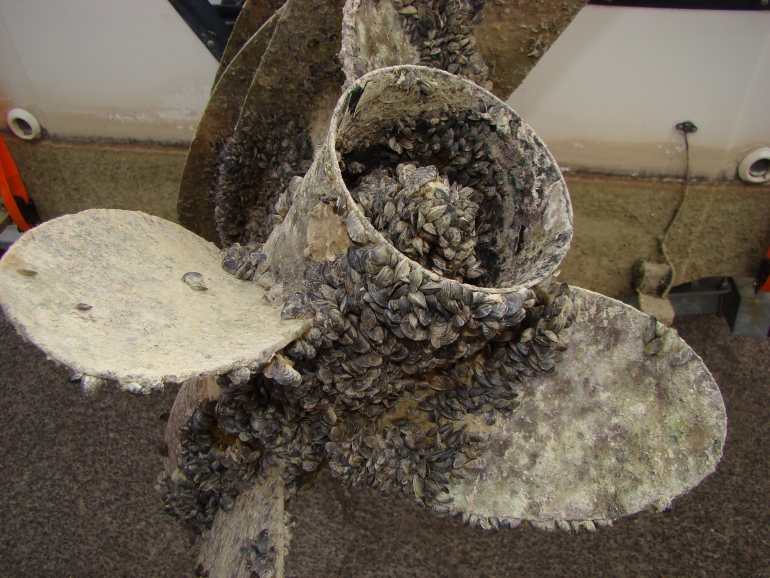 Zebra Mussel Infestation Found On New Boat Lift In Casper, Wyoming Zebra Mussel Infestation Found On New Boat Lift In Casper, Wyoming