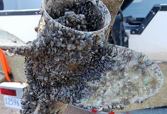 Zebra Mussel Problem: Casper Resident's Boat Lift Infestation Zebra Mussel Problem: Casper Resident's Boat Lift Infestation